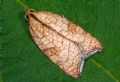 Acleris rhombana